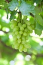 Branch of gree grapes