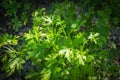 A branch of green Anatolian sweetgum Liquidambar orientalis leaves. Selective focus on the leaves.