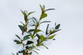 Branch of green boxwood with leaves under the snow cover_