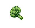 Branch of green broccoli watercolour drawing on a white background Royalty Free Stock Photo