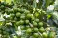 A branch with a lot of inmature berries of coffee Royalty Free Stock Photo