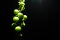 branch with green cherry plum (Alycha) close up on a dark background with smoke effect. Spring time