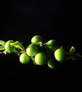 branch with green cherry plum (Alycha) close up on a dark background with smoke effect. Spring time