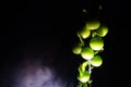 branch with green cherry plum (Alycha) close up on a dark background with smoke effect. Spring time