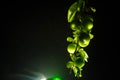 branch with green cherry plum (Alycha) close up on a dark background with smoke effect. Spring time Royalty Free Stock Photo