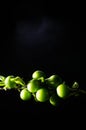 branch with green cherry plum (Alycha) close up on a dark background with smoke effect. Spring time
