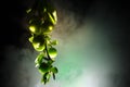 branch with green cherry plum (Alycha) close up on a dark background with smoke effect. Spring time Royalty Free Stock Photo