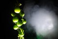 branch with green cherry plum (Alycha) close up on a dark background with smoke effect. Spring time Royalty Free Stock Photo