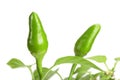 Branch green chili pepper with leaf isolated on a white background no shadow Royalty Free Stock Photo