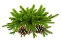 Branch of Green Christmas tree with cones isolated on white Royalty Free Stock Photo