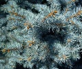 Branch of a green Christmas tree with little cones