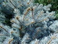 Branch of a green Christmas tree with little cones