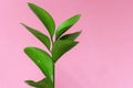 Branch of green decorative plant on bright pink background. Green leaf. Minimalism nature