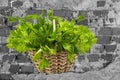 Branch with green dill and lettuce  a wicker basket against the background of an old black and white brick wall Royalty Free Stock Photo