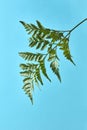 A branch of green fern presented on a blue background with copy space. A beautiful natural layout. Royalty Free Stock Photo