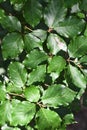 Branch with green leaves from beech tree Royalty Free Stock Photo