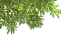 Branch of green frangipani leaf isolated on white