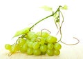 Branch of green grapes and grapevine