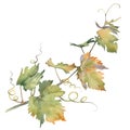 Branch of green grapes. Isolated watercolor clip art.