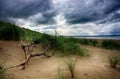 Branch and green high grass in Enniscrone beach Royalty Free Stock Photo