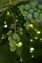 A branch of green homemade grapes