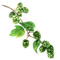 Branch green hop with leaves plant isolated, watercolor illustration