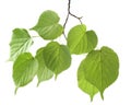 Branch green leaf Royalty Free Stock Photo