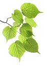 Branch green leaf Royalty Free Stock Photo