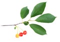 Branch with green leaf and cherrys Royalty Free Stock Photo