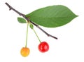 Branch with green leaf and cherrys Royalty Free Stock Photo