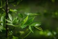 A branch with green leaves in the background light, close-up, photo stylized as an oil painting