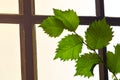 Branch of green leaves on the background of a wooden window Royalty Free Stock Photo