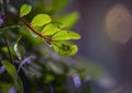 A branch with green leaves on a dark purple background with beautiful bokeh. Macro. Copy space. Wildlife, vegetation, plant. Royalty Free Stock Photo