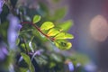 A branch with green leaves on a dark purple background with beautiful bokeh. Macro. Copy space. Wildlife, vegetation, plant. Royalty Free Stock Photo