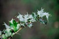 branch with green leaves hard and hard prickly on a bush Royalty Free Stock Photo