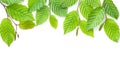 Branch Of Green Leaves Isolated Over White Royalty Free Stock Photo