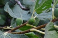 Branch with green leaves and almost mature fruit of Fig tree, latin name Ficus Carica, wet after late summer rain. Royalty Free Stock Photo