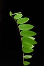 Branch with green leaves Robinia neomexicana