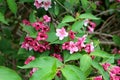 Close up on blossoming pink Caprifoliaceae