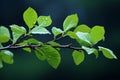 a branch with green leaves and water droplets Royalty Free Stock Photo