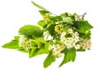 Branch with green leaves and white fluffy inflorescences. Royalty Free Stock Photo