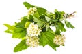 Branch with green leaves and white fluffy inflorescences. Royalty Free Stock Photo