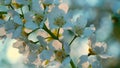 A branch of cherry blossoms swaying in the wind. White flowers and green leaves.