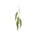 Branch with green leaves, willow, eucalyptus or olive twig, floral design element vector Illustration on a white Royalty Free Stock Photo