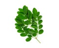 Branch of green moringa leaves,tropical herbs isolated on white background Royalty Free Stock Photo