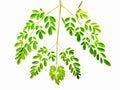 branch of green moringa leaves,tropical herbs isolated on white background Royalty Free Stock Photo