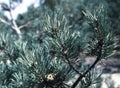 Branch with green needle in the autumn forest