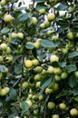 Branch with green not fully ripe apples, fresh apple background, growing apples close-up Royalty Free Stock Photo