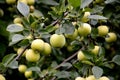 Branch with green not fully ripe apples, fresh apple background, growing apples close-up Royalty Free Stock Photo