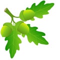 A branch with green oak leaves and acorns on a white background. Royalty Free Stock Photo